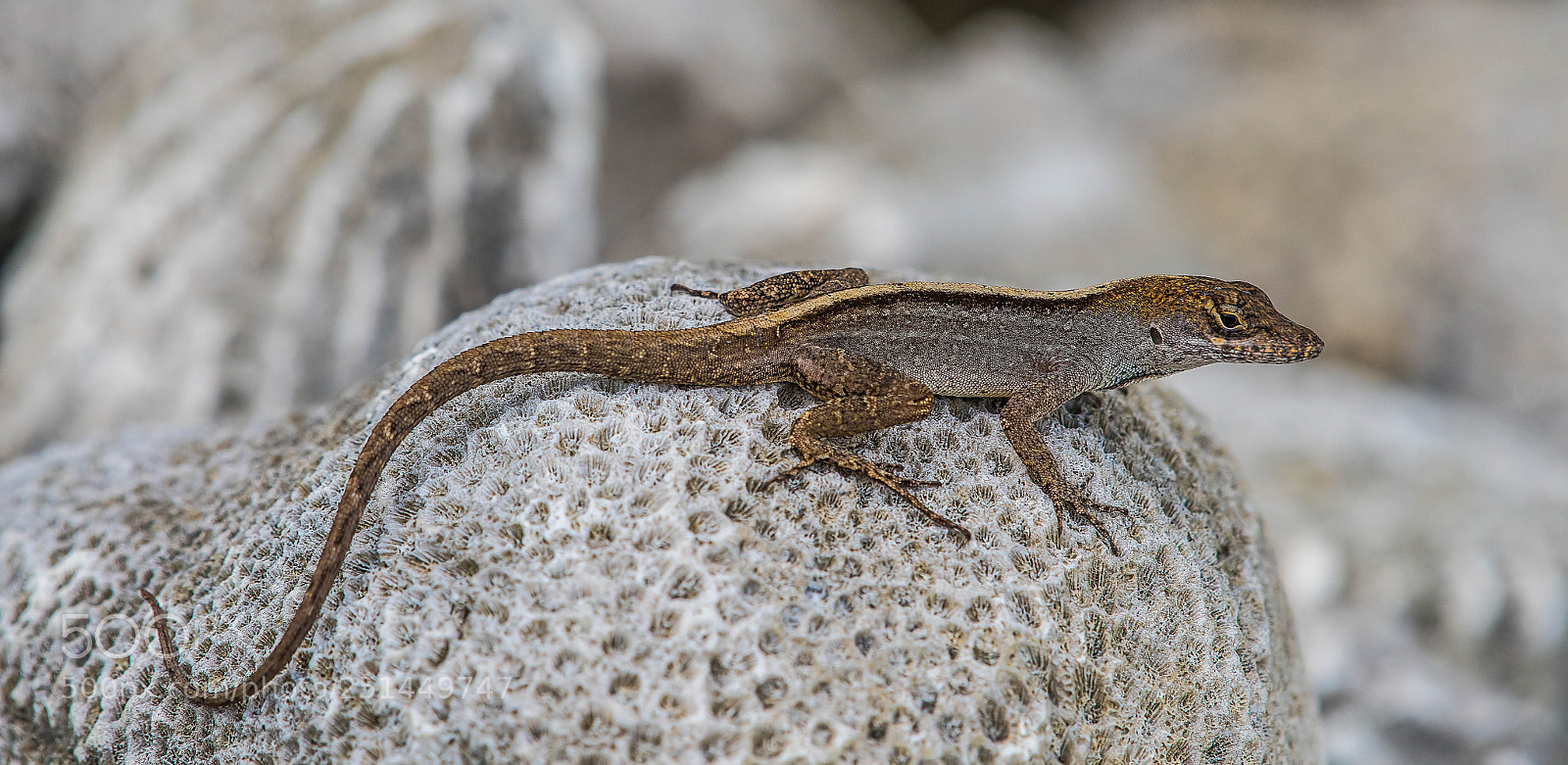 Nikon D500 sample photo. Brown anole yucatan mexico photography