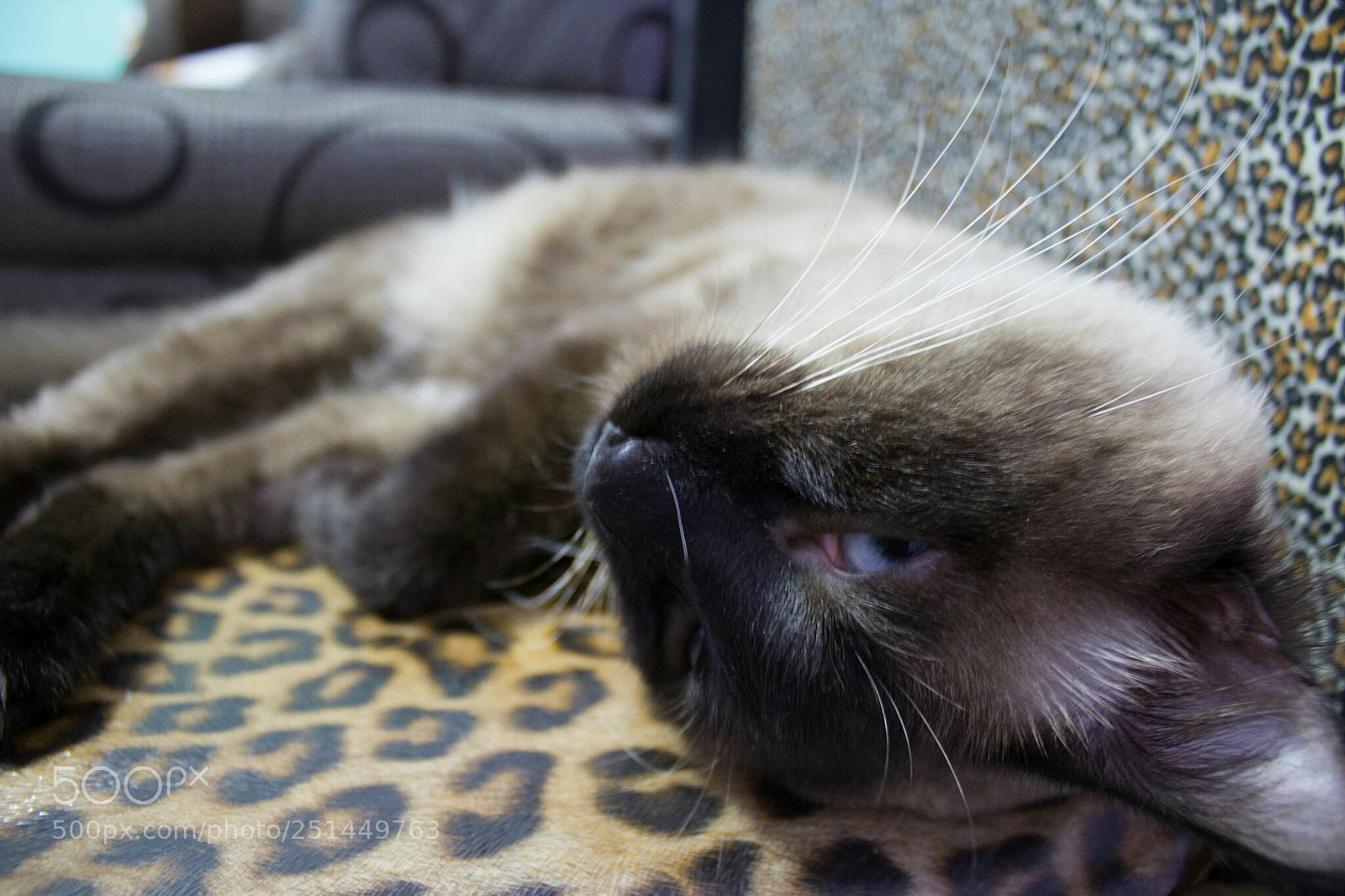 Canon EOS 1200D (EOS Rebel T5 / EOS Kiss X70 / EOS Hi) sample photo. Do u luv cats? photography