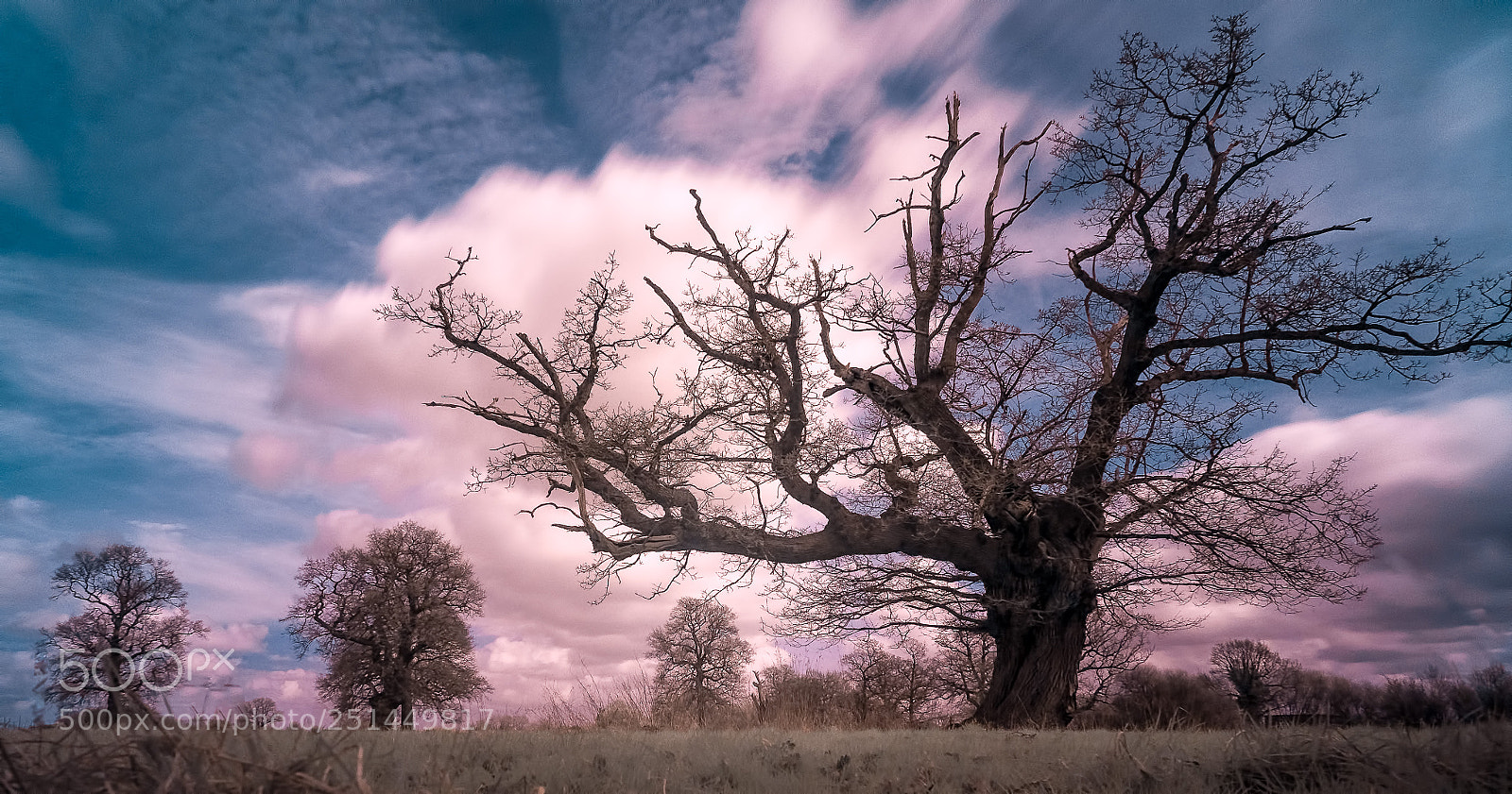 Fujifilm X-T1 sample photo. Candyfloss cumulus photography