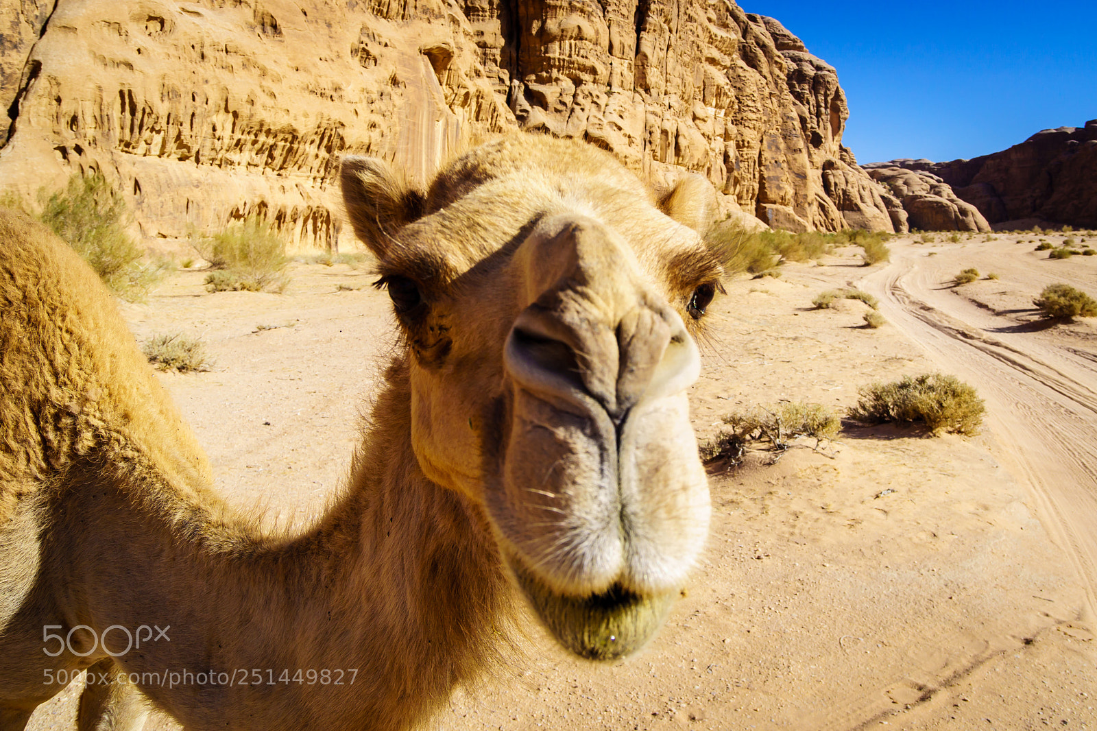 Sony ILCA-77M2 sample photo. Curious camel photography