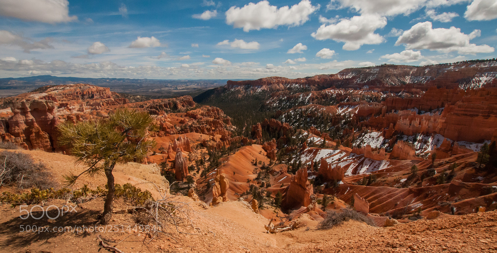 Nikon D300 sample photo. Tree and hoodoos photography