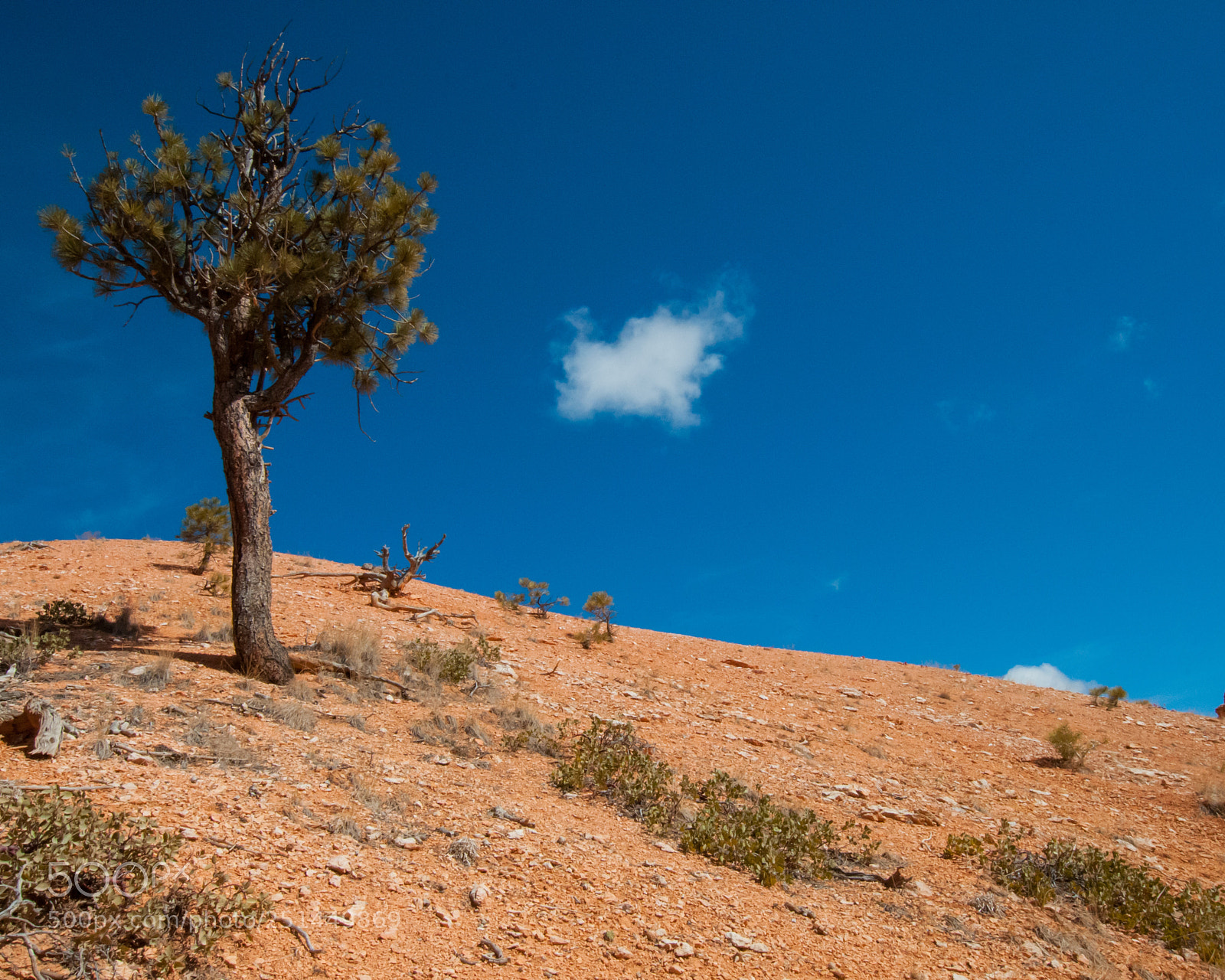 Nikon D300 sample photo. Tree against blue sky photography