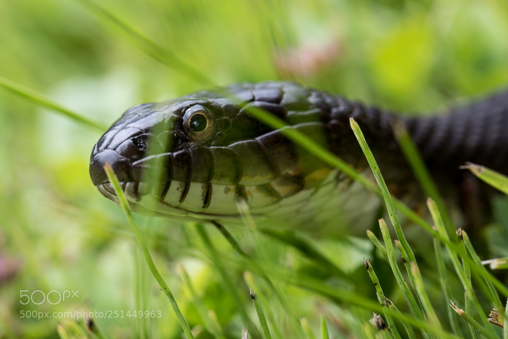 Canon EOS 5D Mark IV sample photo. Northern water snake photography
