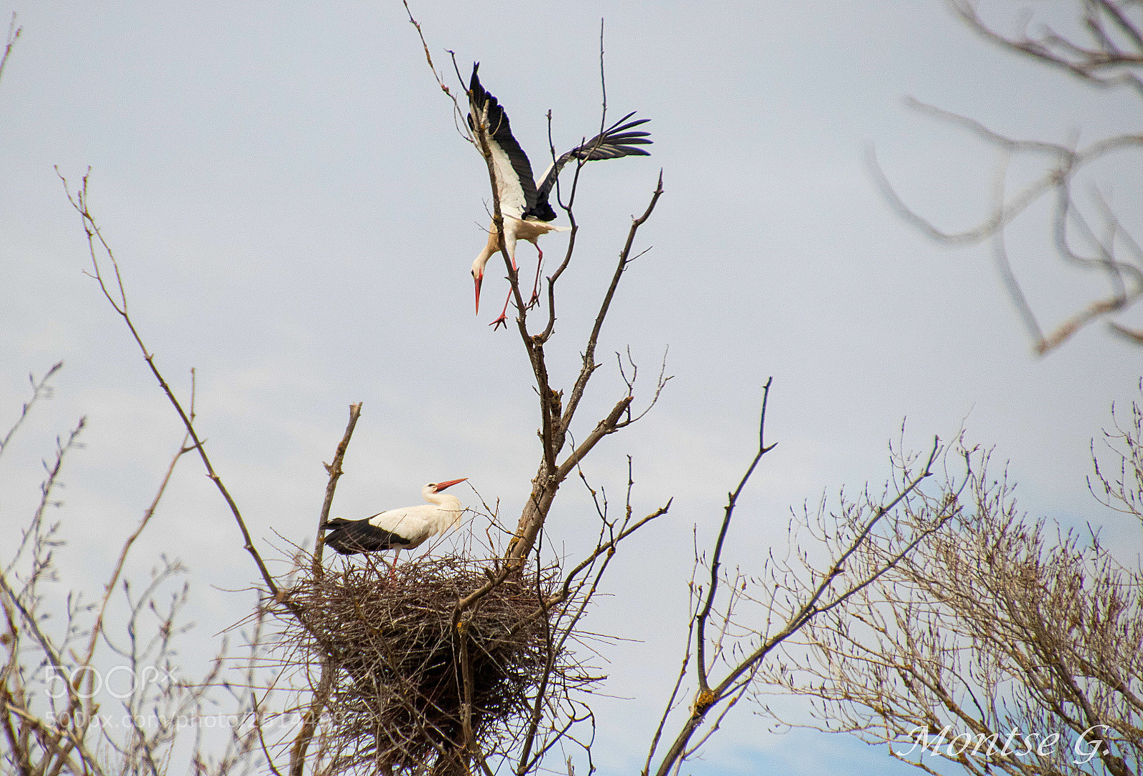 Canon EOS 77D (EOS 9000D / EOS 770D) sample photo. Stork photography