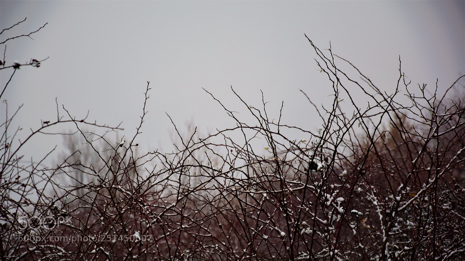 Nikon D3300 sample photo. Brambles in the mist photography