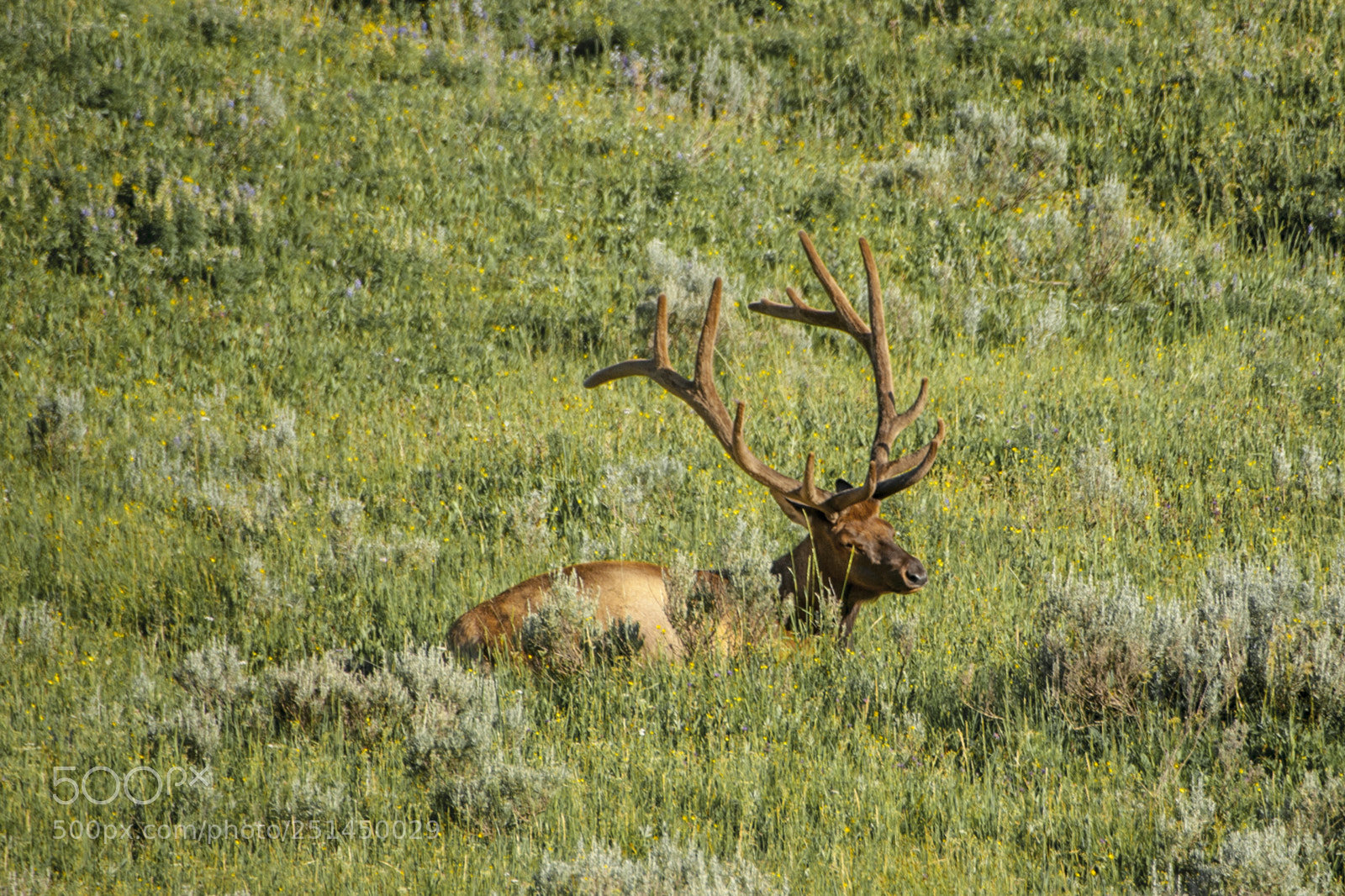 Nikon D700 sample photo. Elk, yellowstone national park photography