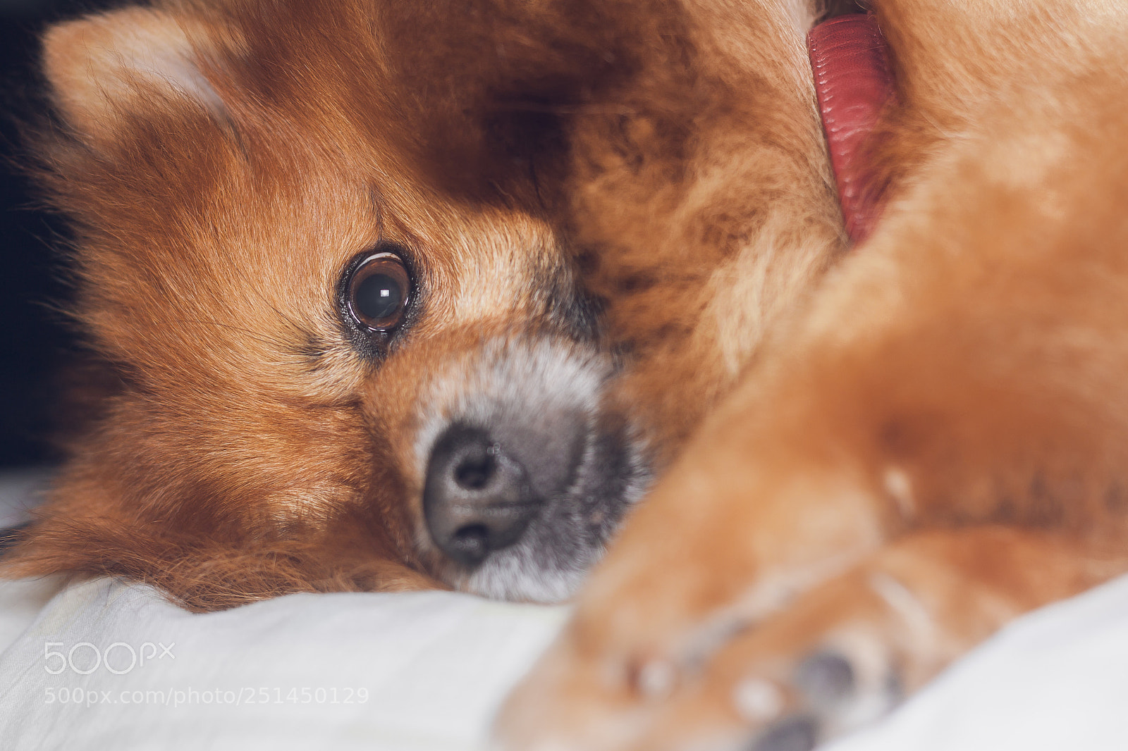 Canon EOS 450D (EOS Rebel XSi / EOS Kiss X2) sample photo. Dog style photography
