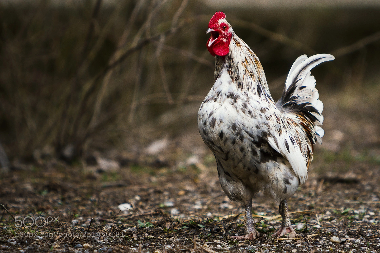Canon EOS 7D sample photo. Angry bird photography