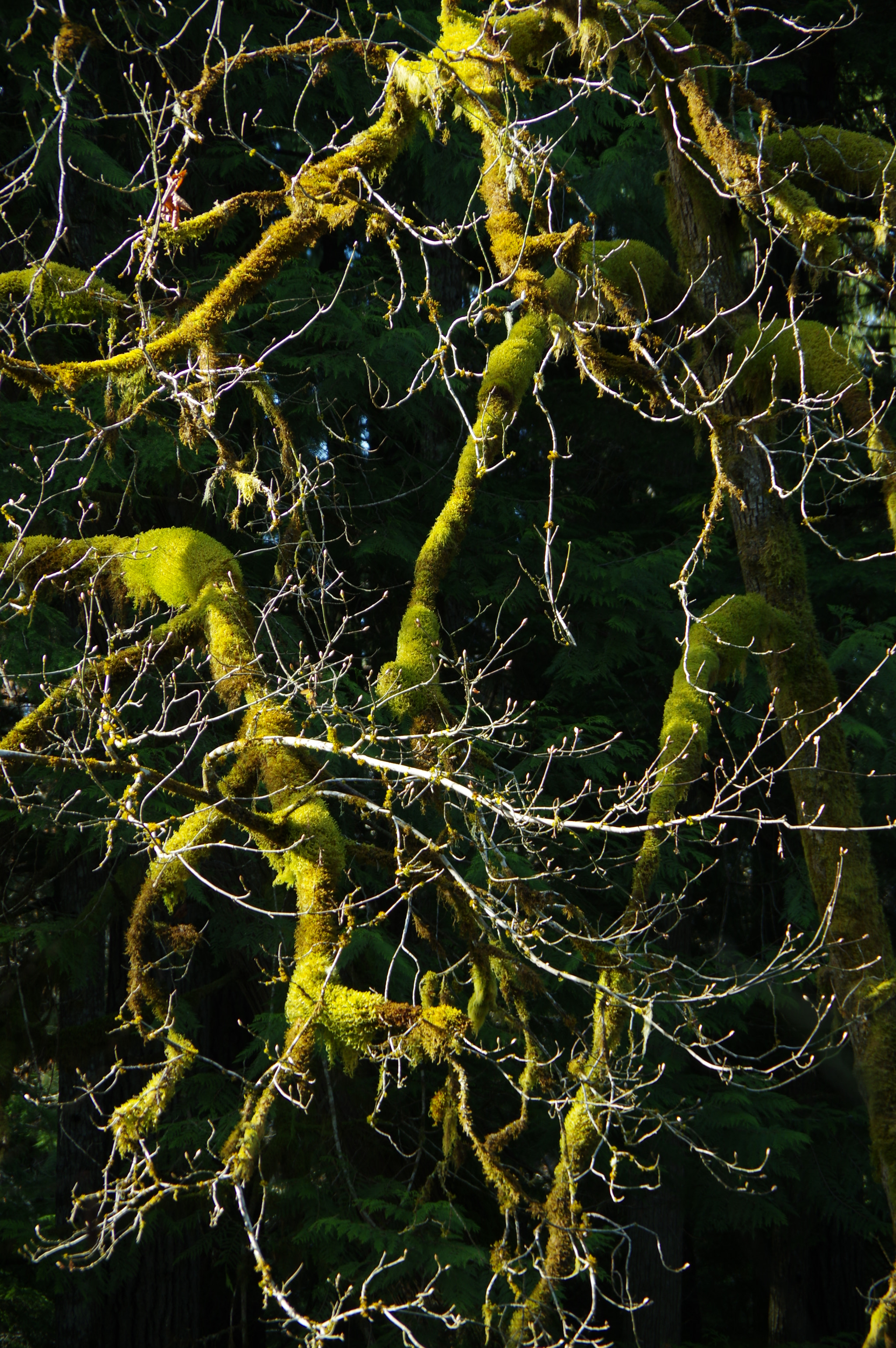 Pentax K-3 sample photo. Light in the limbs photography