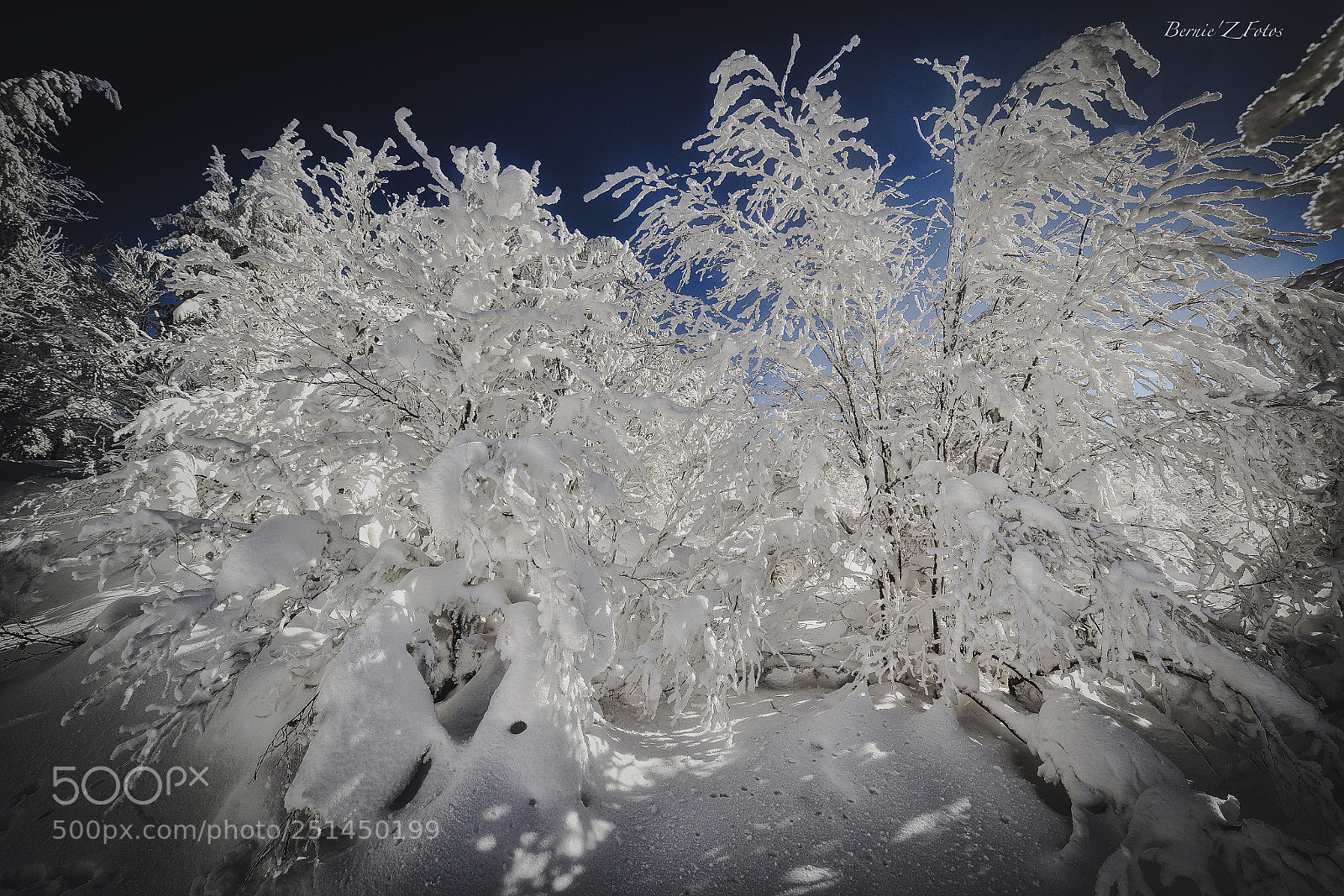 Nikon D800 sample photo. Winter art photography
