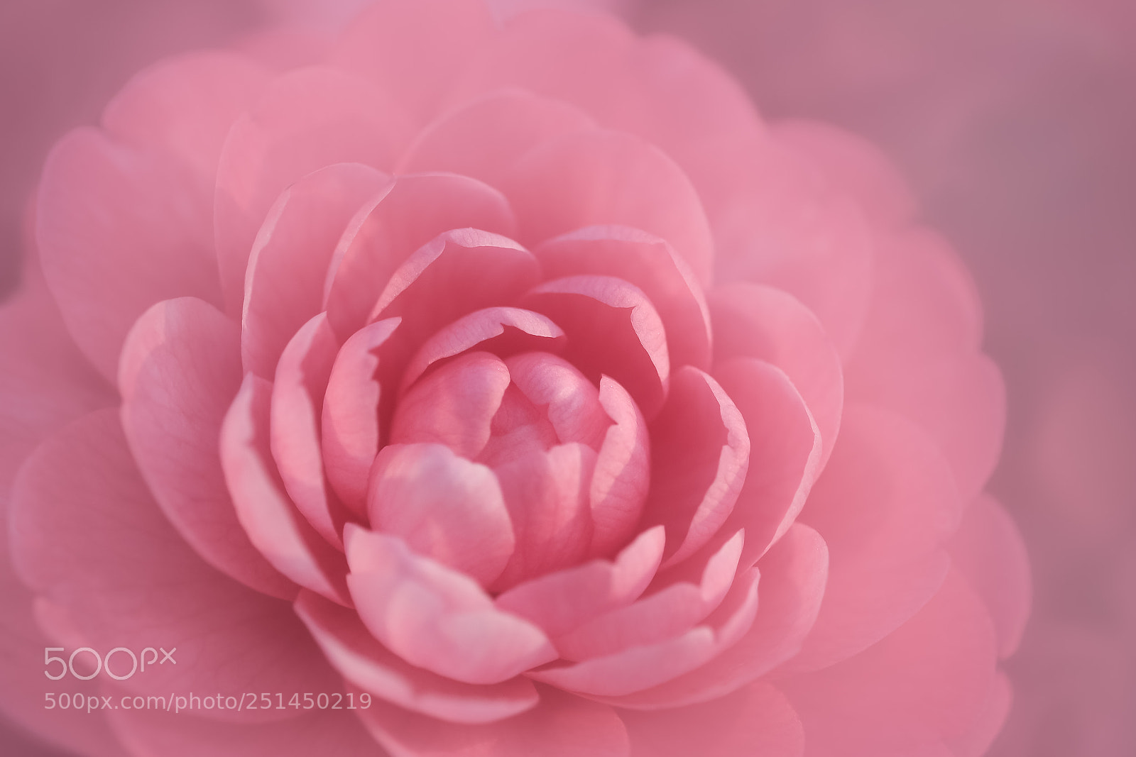 Fujifilm X-Pro2 sample photo. Un coeur fondant photography