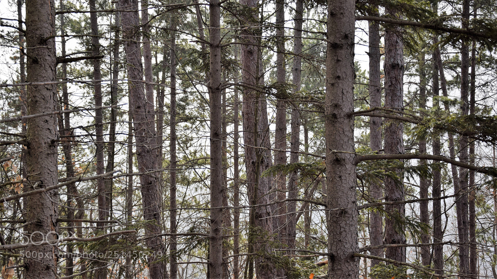 Nikon D3300 sample photo. Woodland photography