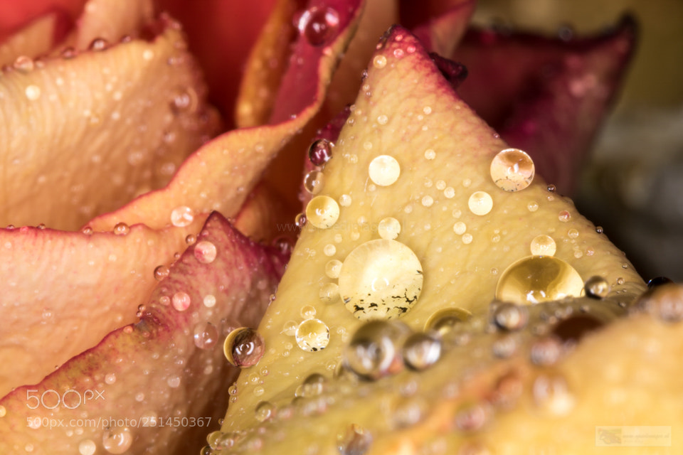 Canon EOS 7D Mark II sample photo. What? photography
