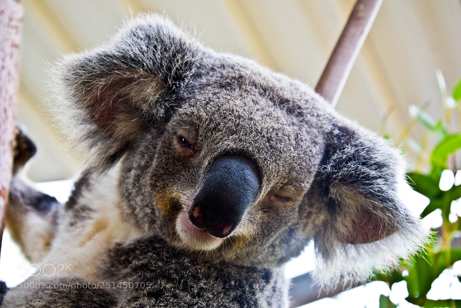 Nikon D3300 sample photo. Koala photography