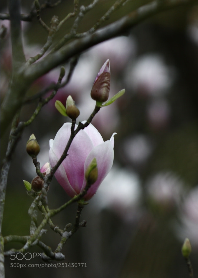 Canon EOS 80D sample photo. Untitled photography