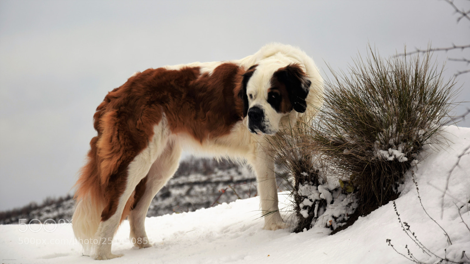 Nikon D3300 sample photo. Gopi, my saint bernard photography