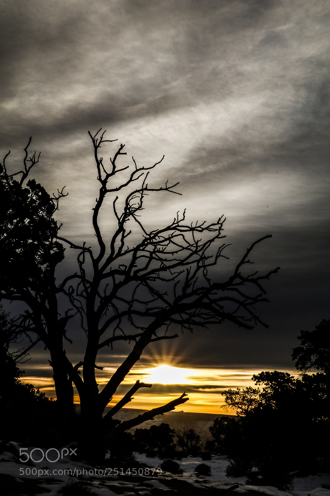 Canon EOS 80D sample photo. Tree photography