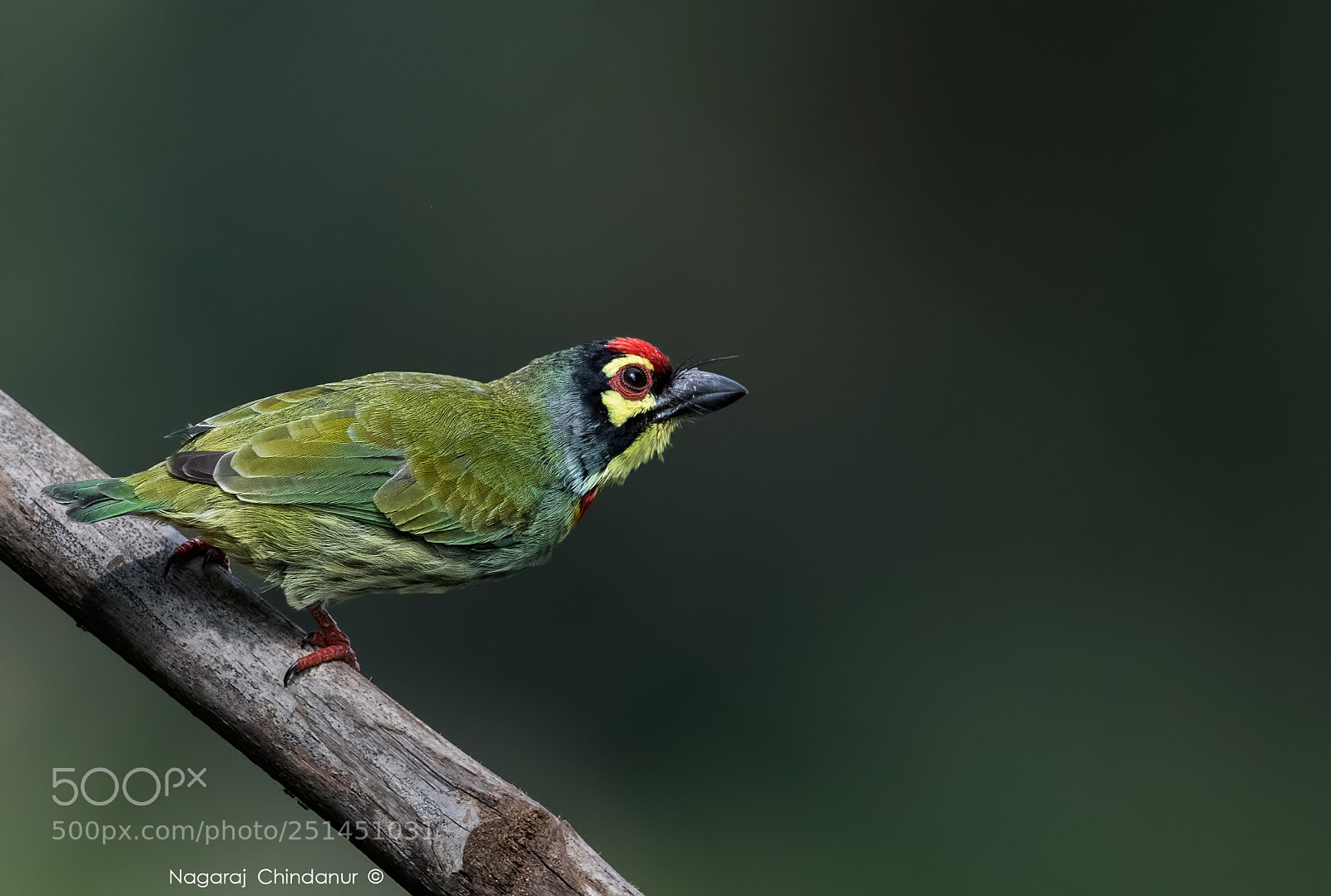 Nikon D5 sample photo. Coppersmith barbet photography