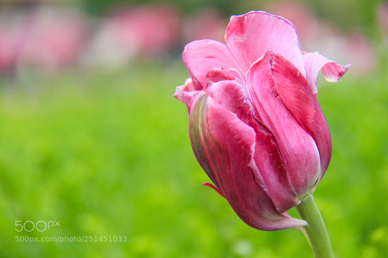 Canon EOS 7D sample photo. (im)perfection photography