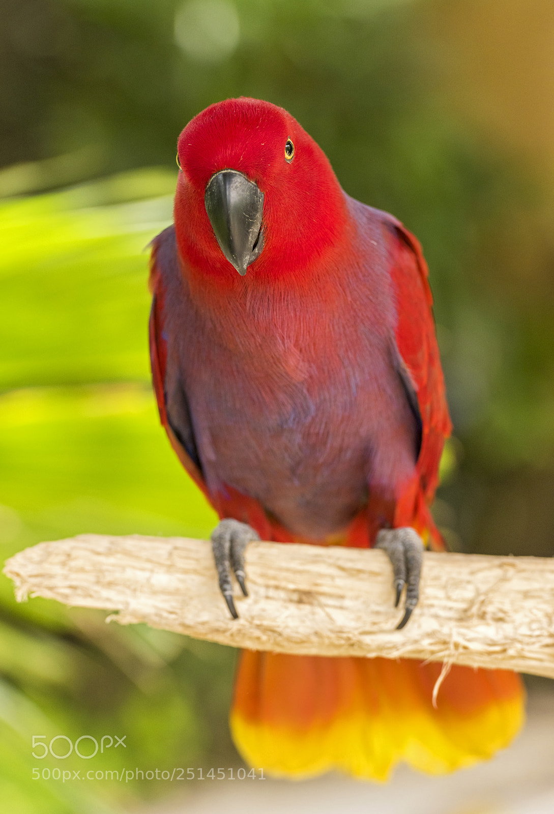 Nikon D810 sample photo. Red parrot photography