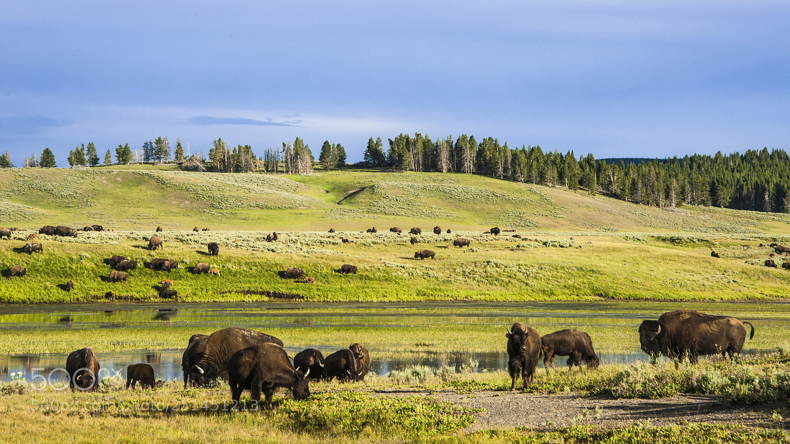 Nikon D700 sample photo. Bison herd, yellowstone national photography