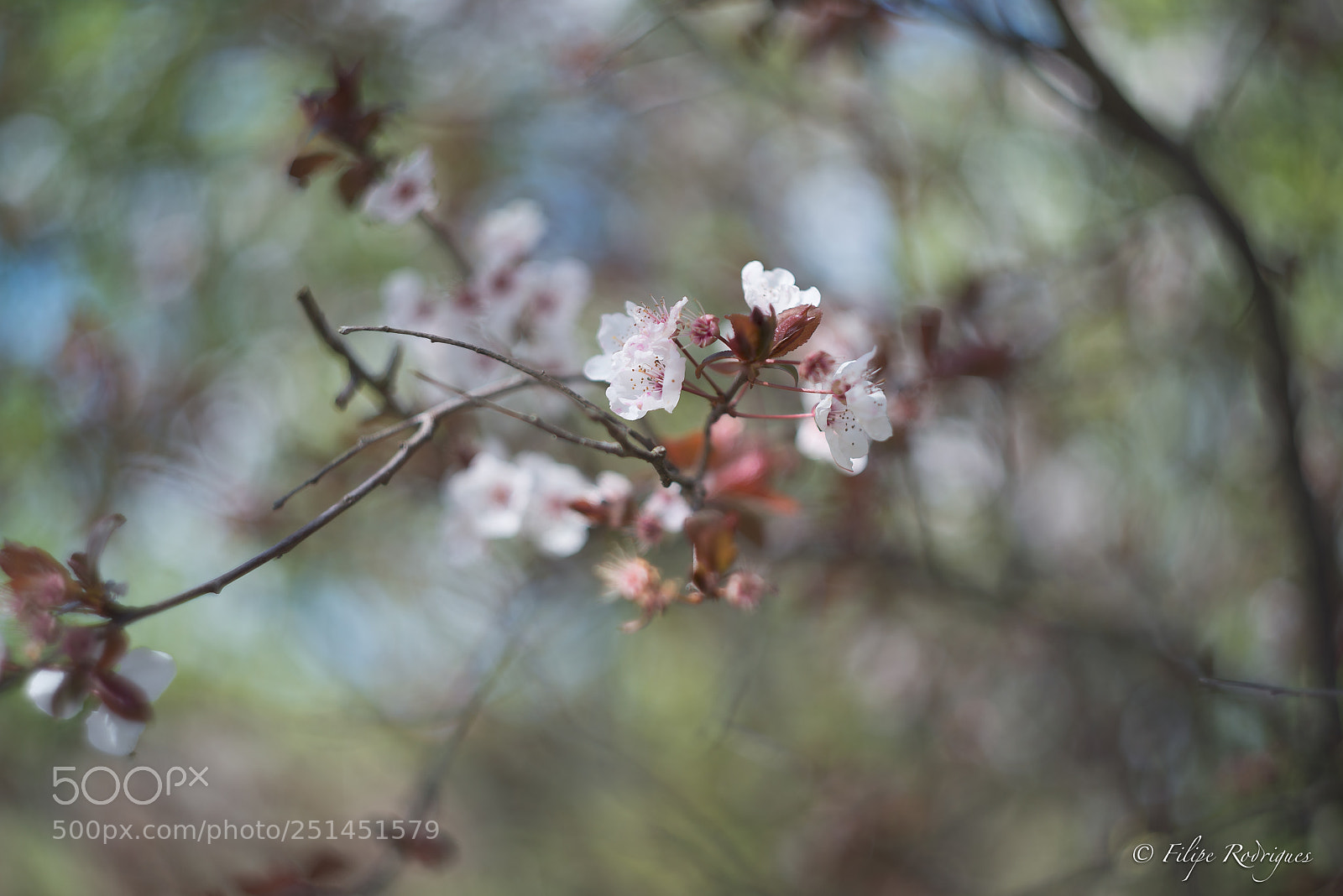 Nikon D800E sample photo. Scent of spring ii photography