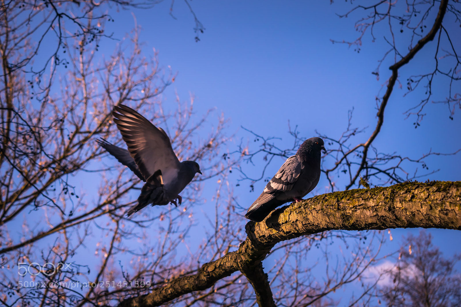 Nikon D3300 sample photo. Two pigeons on tree photography
