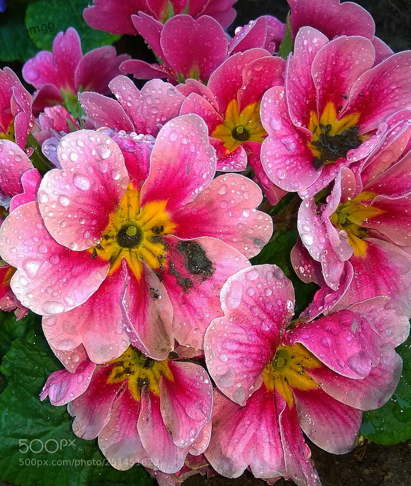 Xiaomi Redmi Note 4 sample photo. Recien regadas. photography