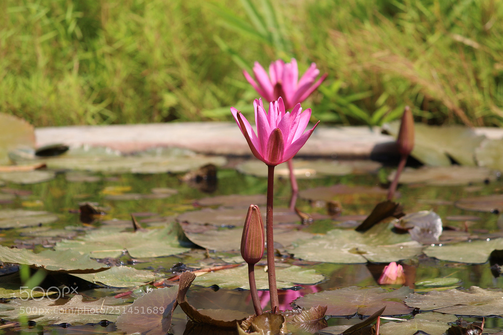 Canon EF-S 55-250mm F4-5.6 IS II sample photo. Img photography