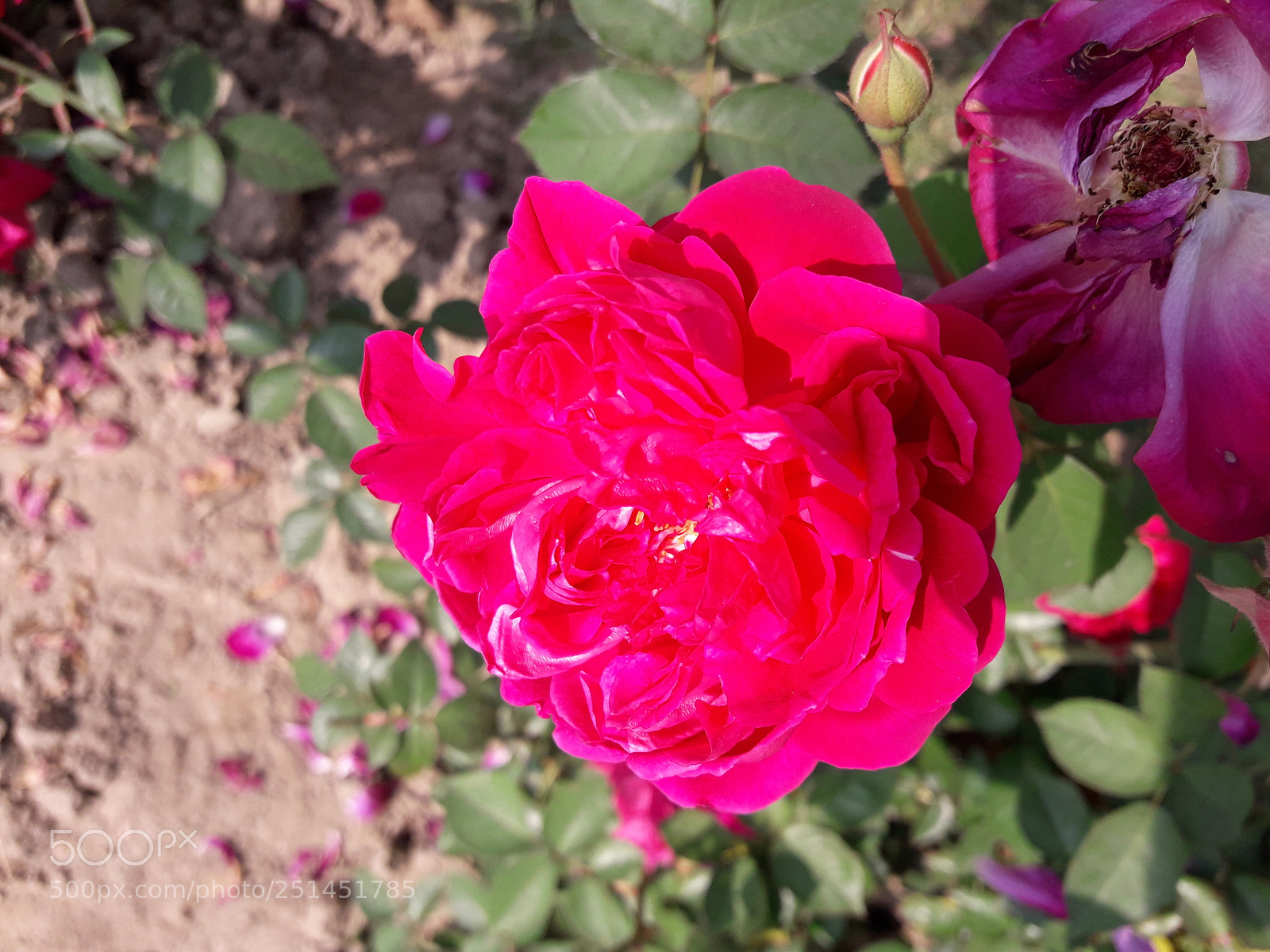 Samsung Galaxy J7 Neo sample photo. Rose photography