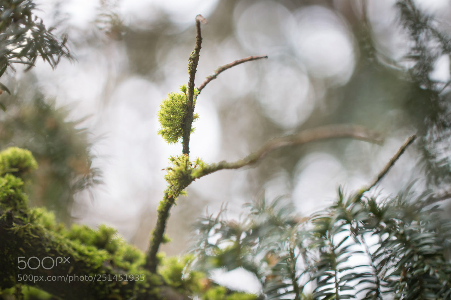 Canon EOS 70D sample photo. Mystic forest photography