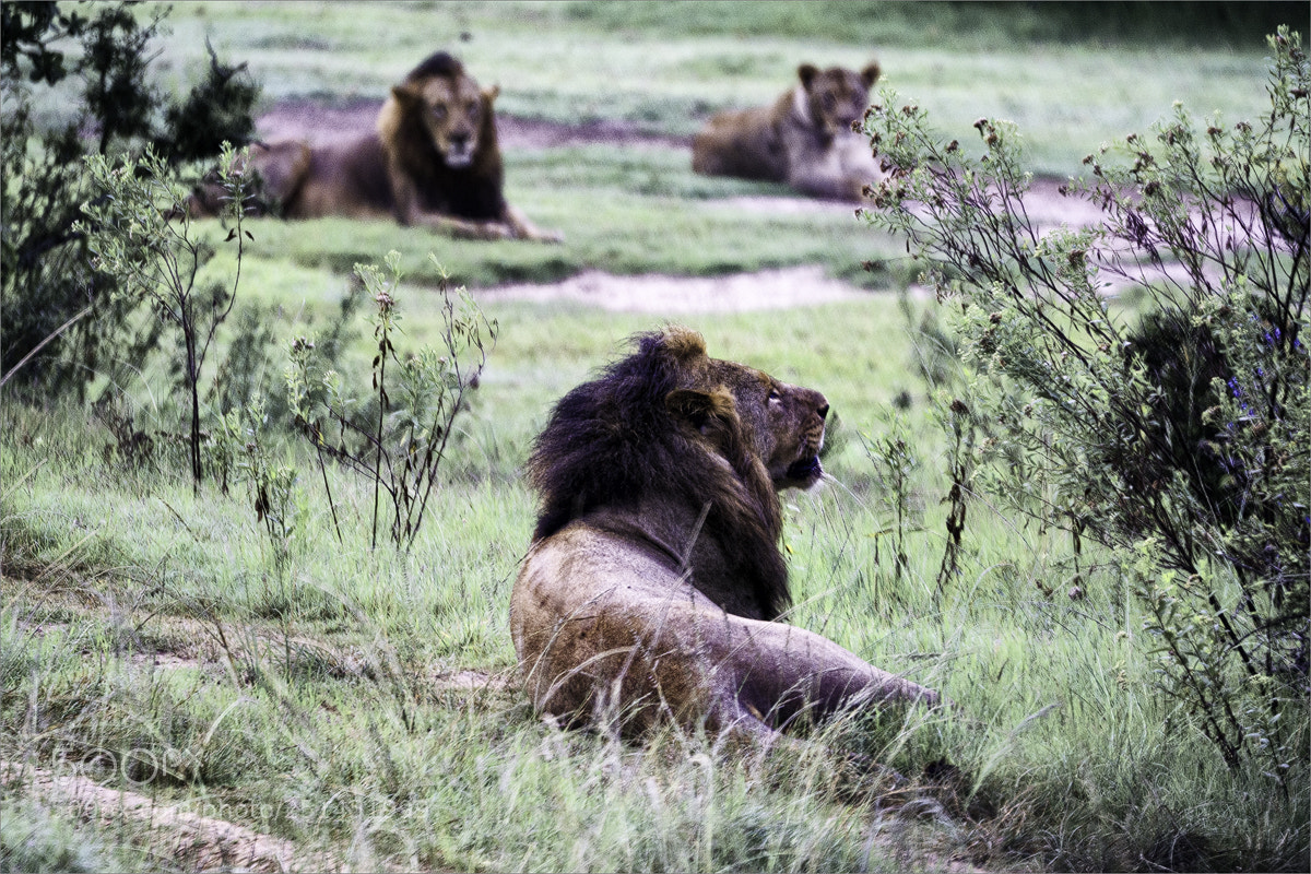 Sony a6000 sample photo. The old lion photography