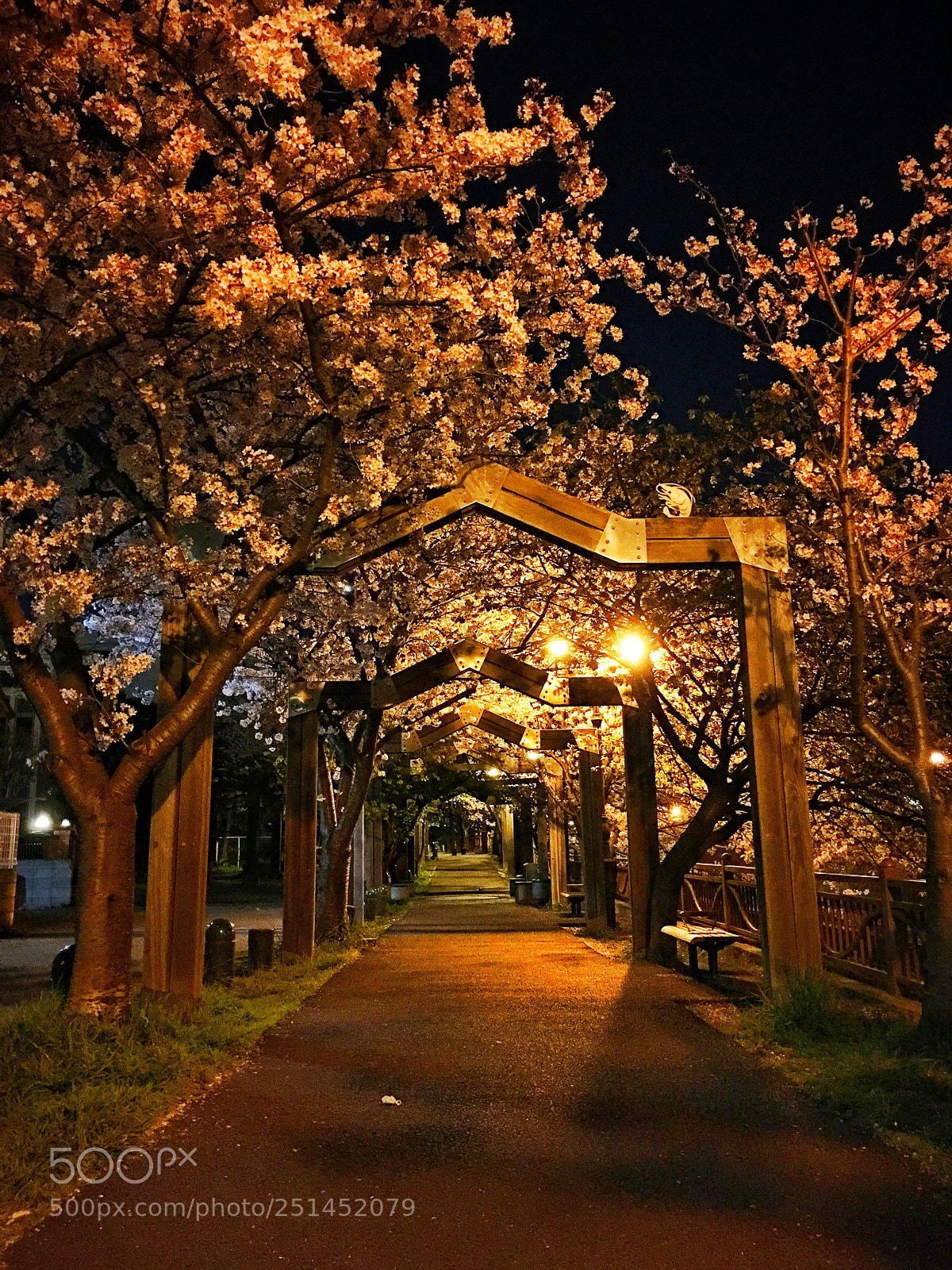 Apple iPhone 6s Plus sample photo. Cherry blossoms 2018 - 04 photography
