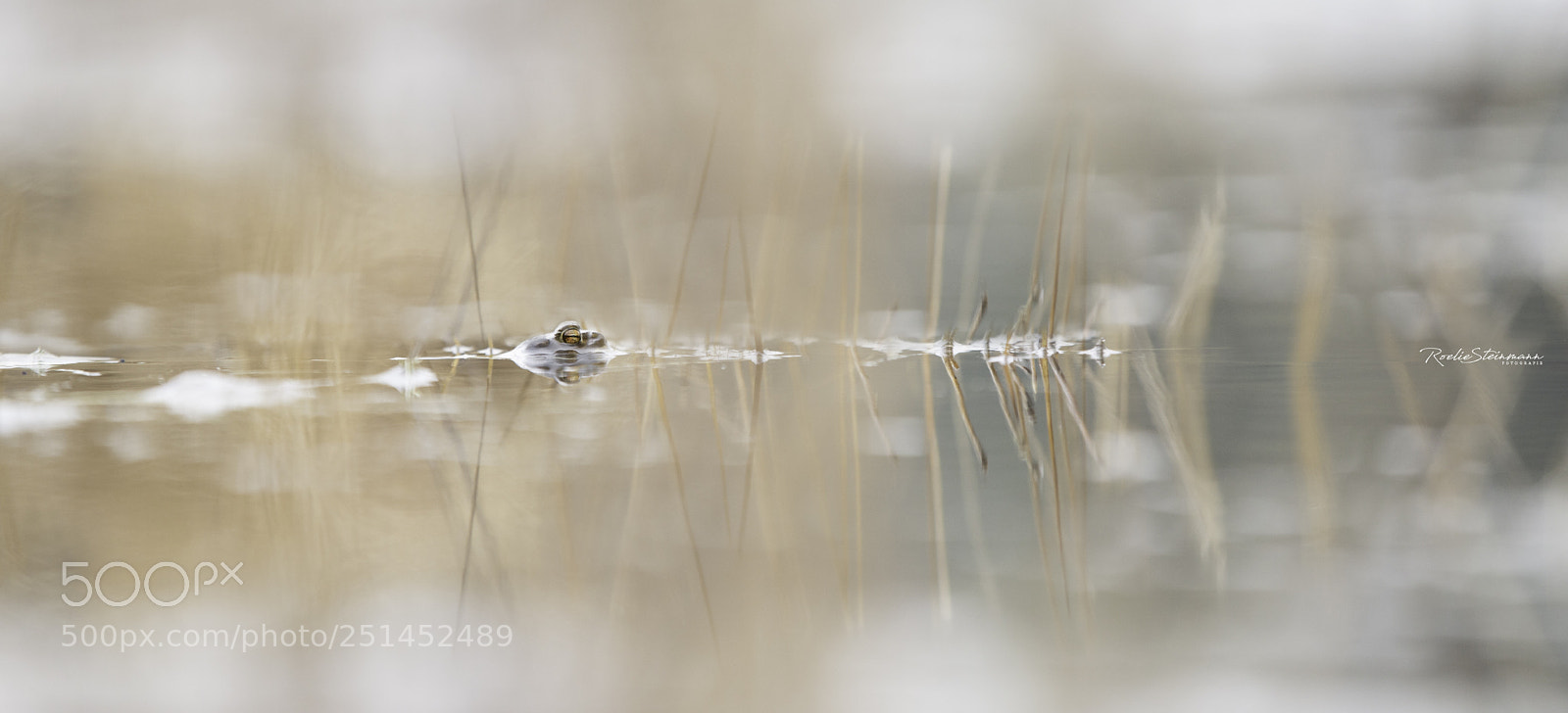 Canon EOS 6D Mark II sample photo. Hanging around photography