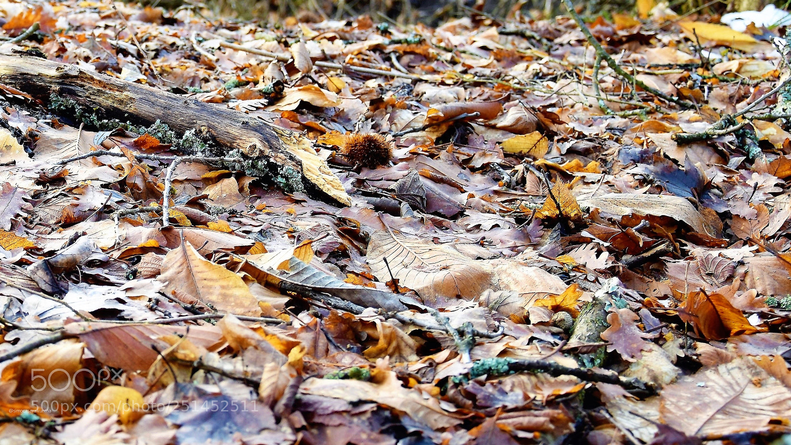 Nikon D3300 sample photo. Leaves photography