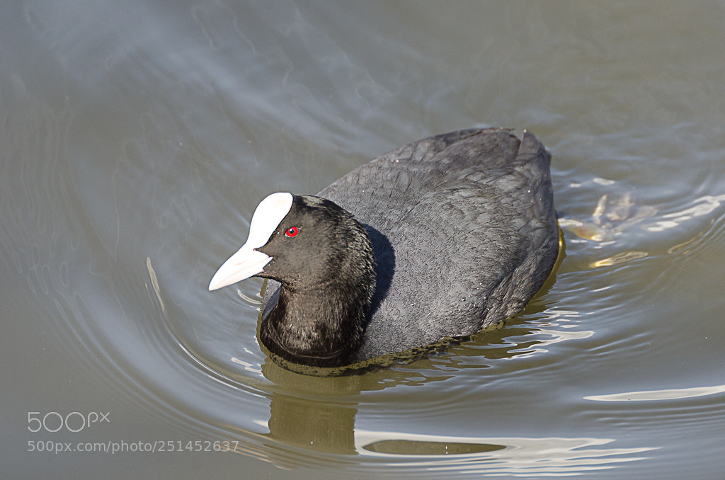 Nikon D7000 sample photo. Birds photography