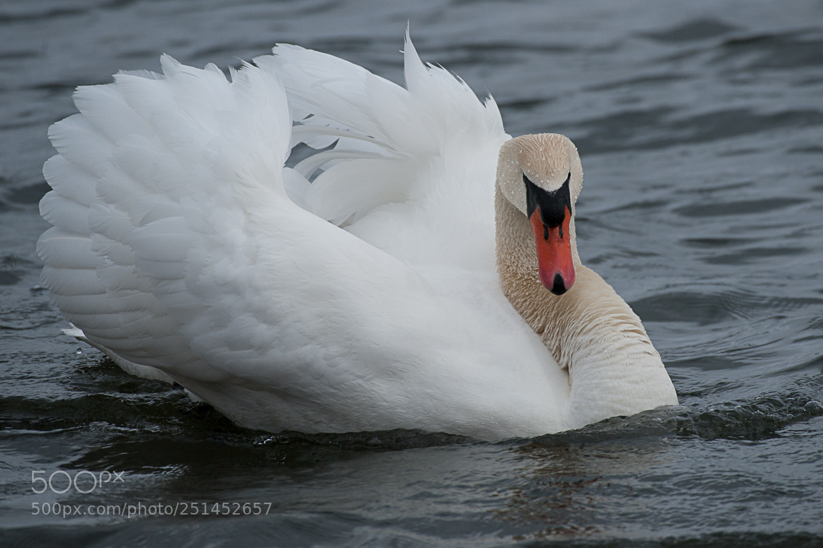 Nikon D700 sample photo. Mute swan photography