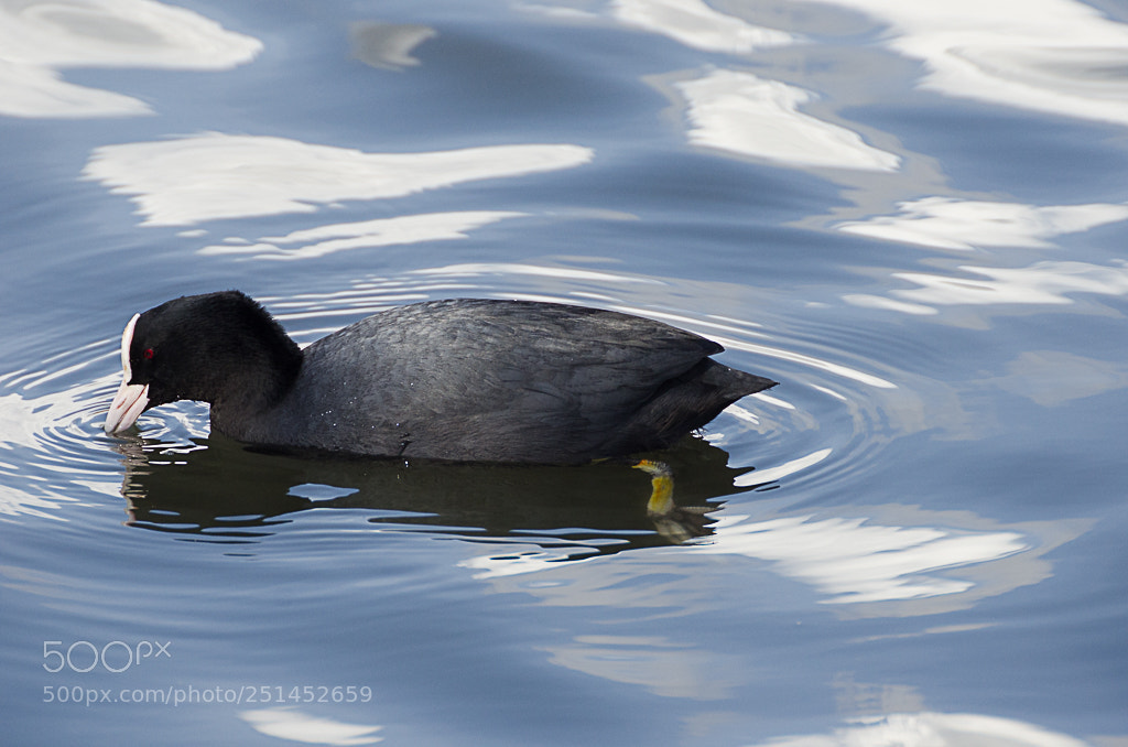 Nikon D7000 sample photo. Birds photography