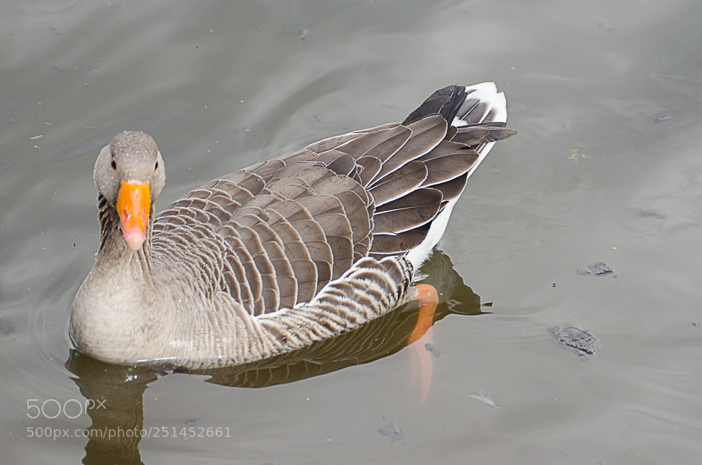 Nikon D7000 sample photo. Birds photography