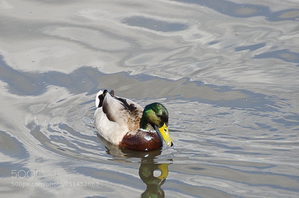 Nikon D7000 sample photo. Birds photography