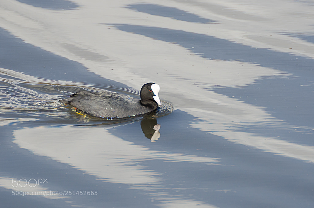 Nikon D7000 sample photo. Birds photography
