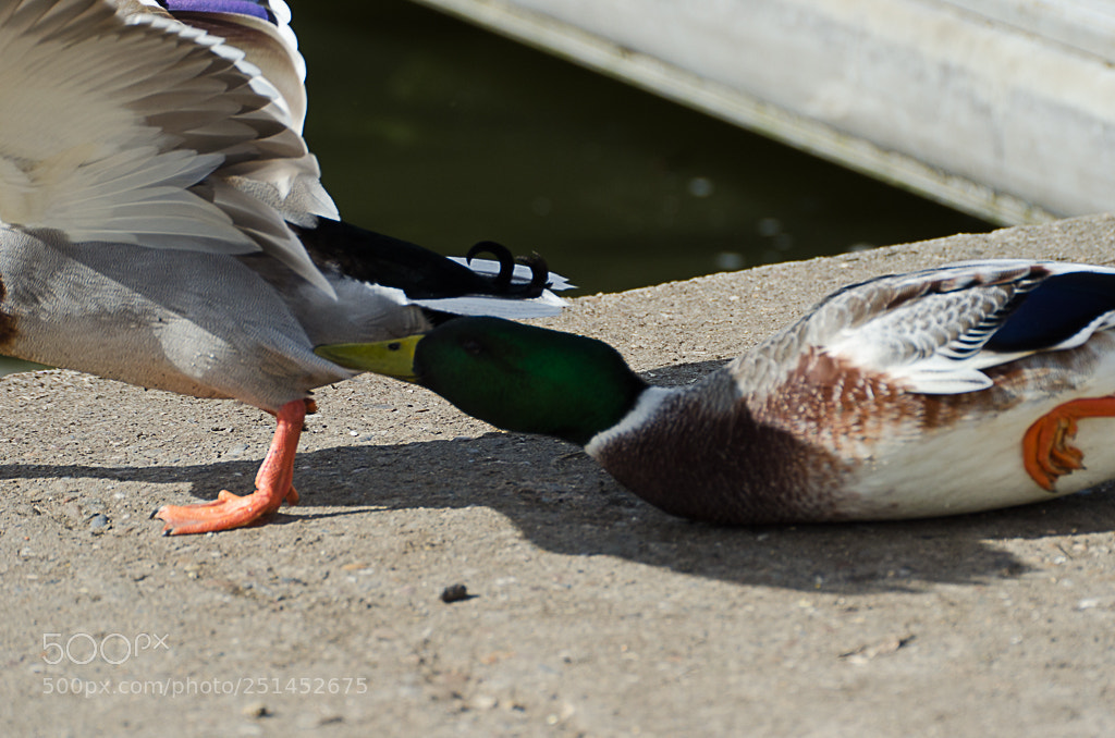 Nikon D7000 sample photo. Birds photography