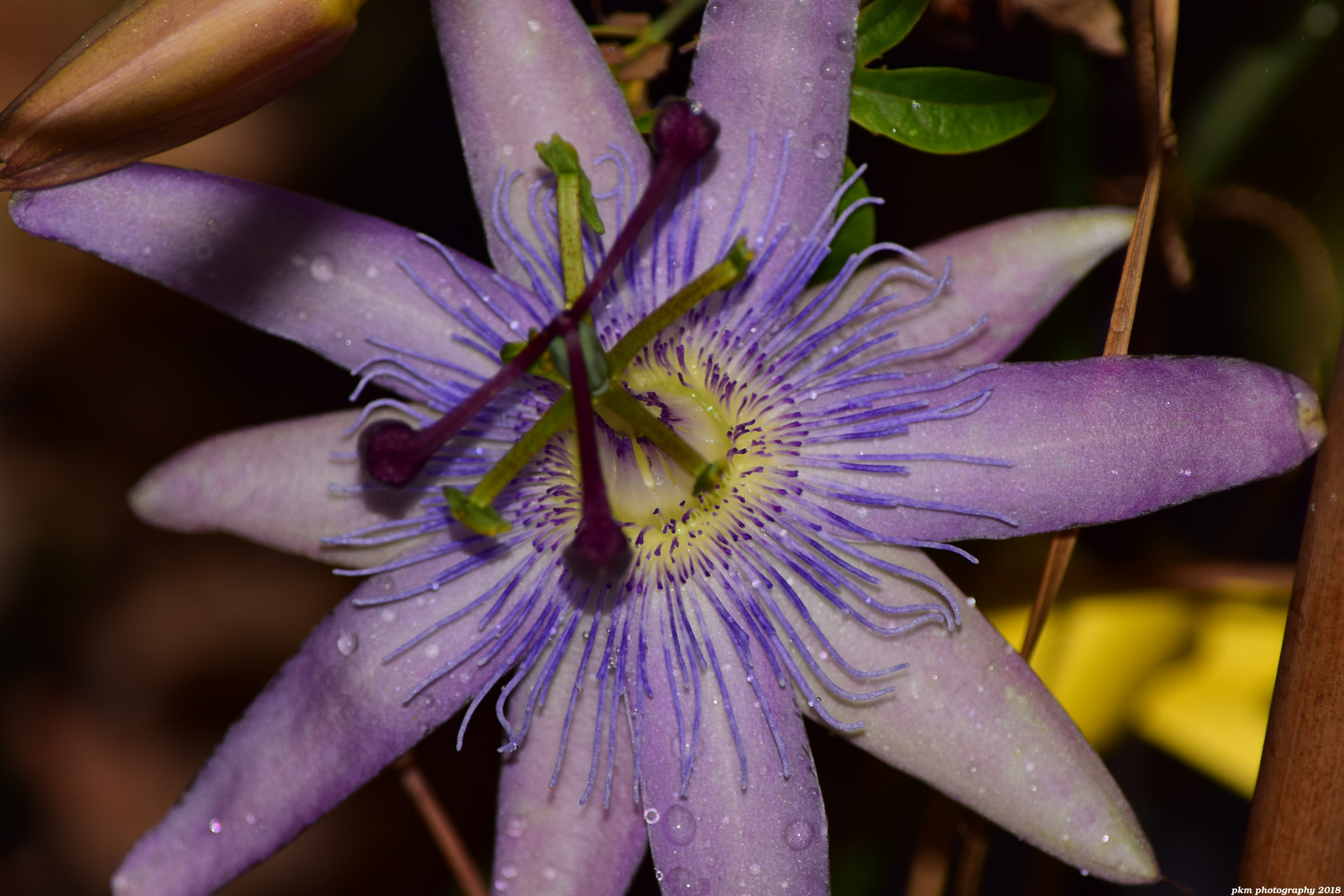 Nikon D3300 sample photo. Passiflora 'purple passion' photography