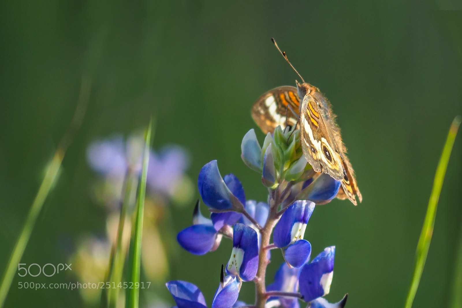 Olympus OM-D E-M1 Mark II sample photo. Butterfly on the bluebonnet photography