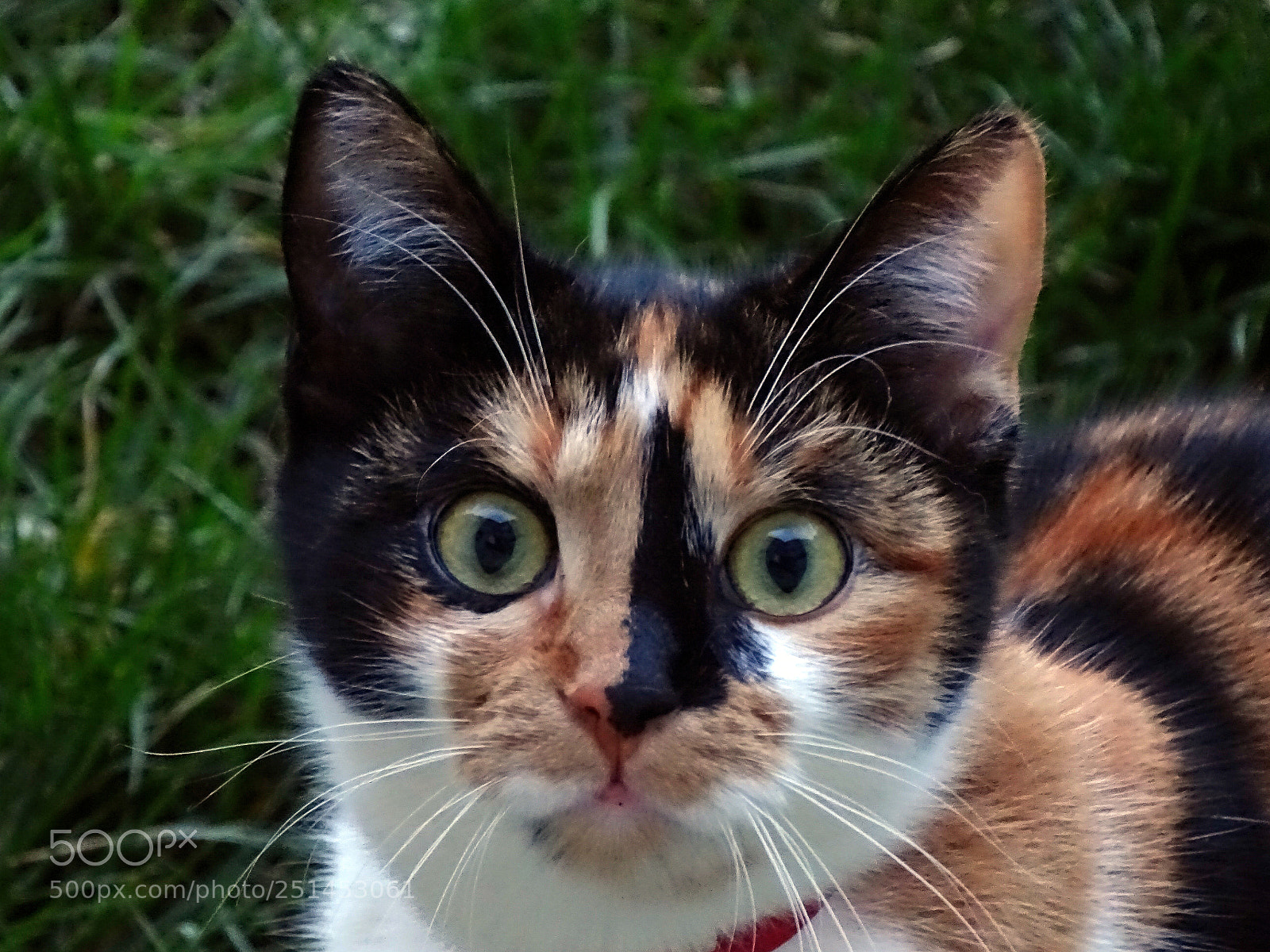 Sony Cyber-shot DSC-HX400V sample photo. The curious cat. photography