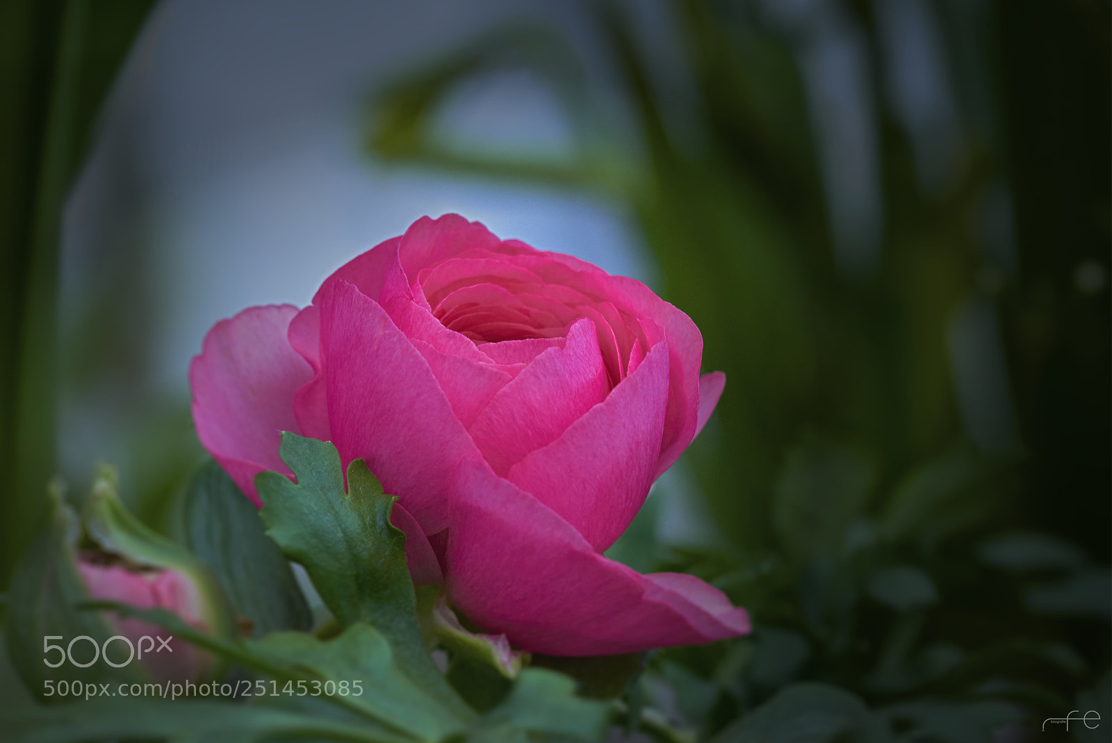 Nikon D800 sample photo. Ranunculus asiaticus photography