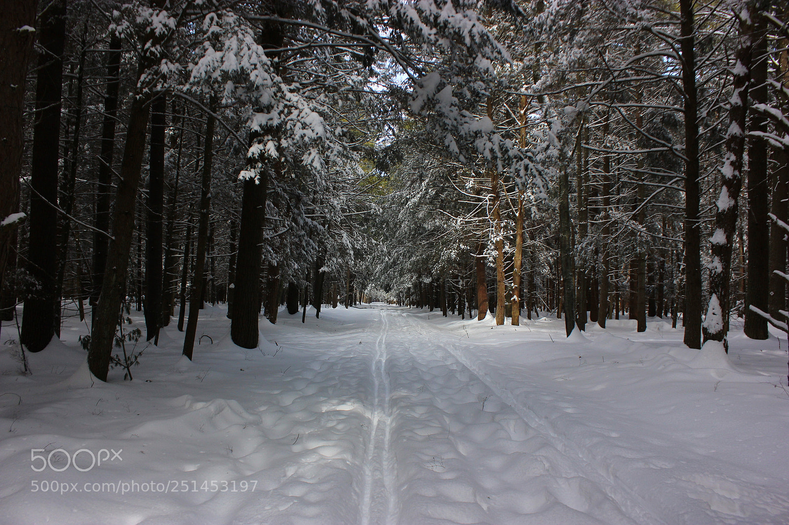 Canon EOS 600D (Rebel EOS T3i / EOS Kiss X5) sample photo. Winter tracks in snow photography