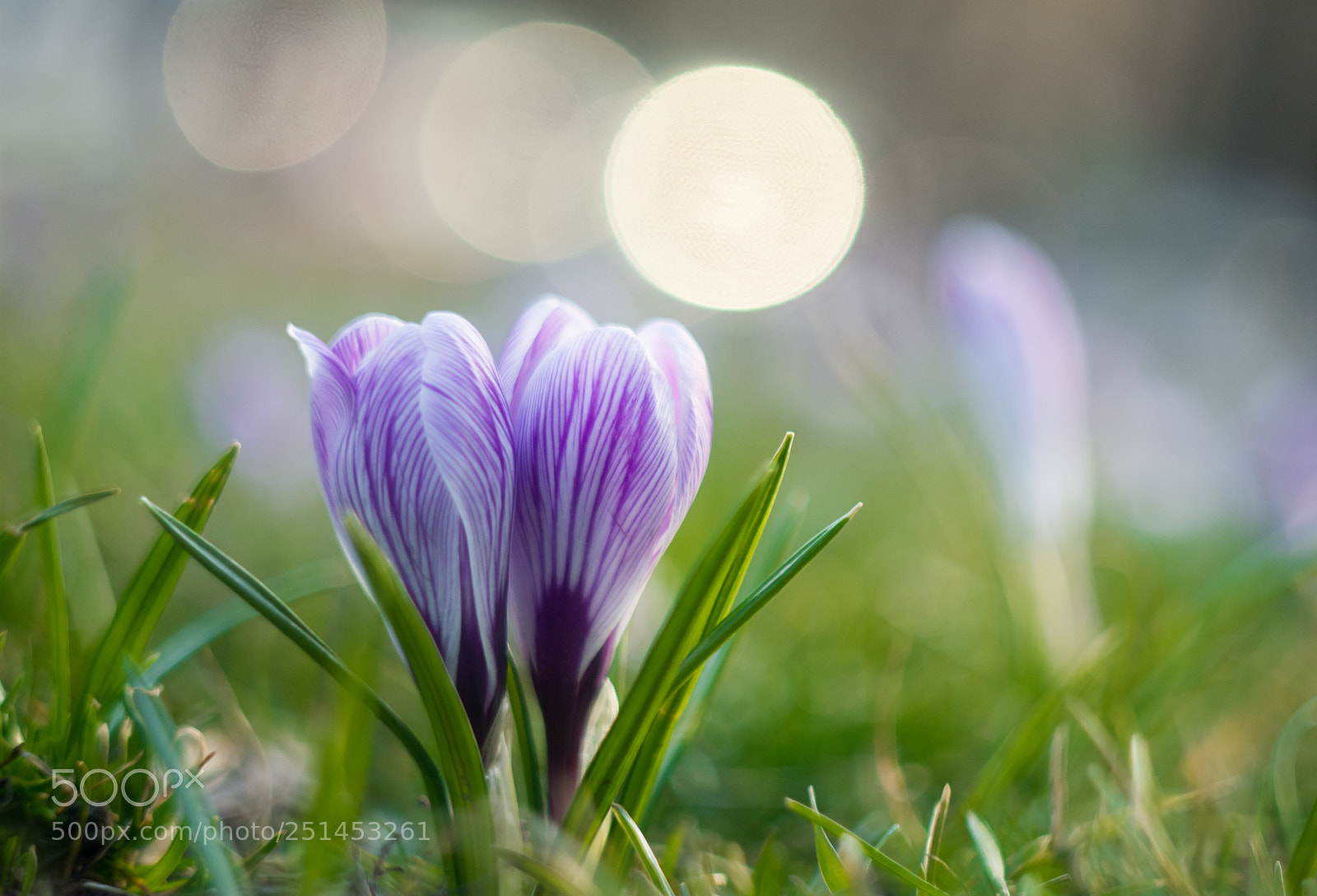 Nikon D7200 sample photo. Crocuses photography