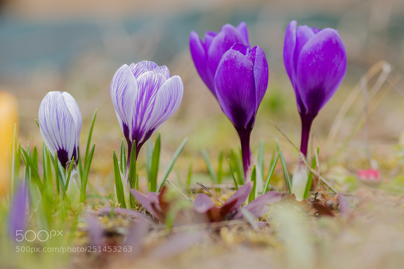 Nikon D7200 sample photo. Crocuses photography