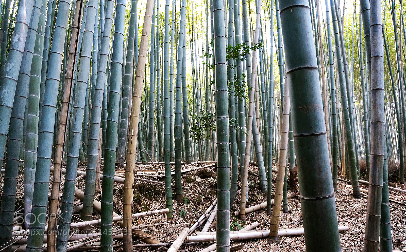 Sony Alpha NEX-5R sample photo. Arashiyama bamboo groove photography